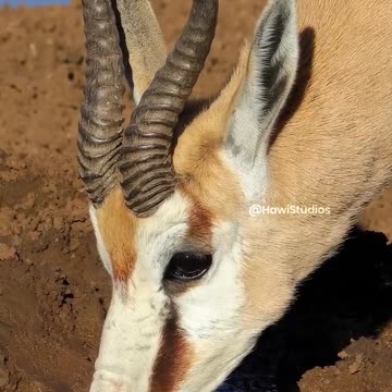 "Wild Beauty: A Thirsty Gazelle in Nature"