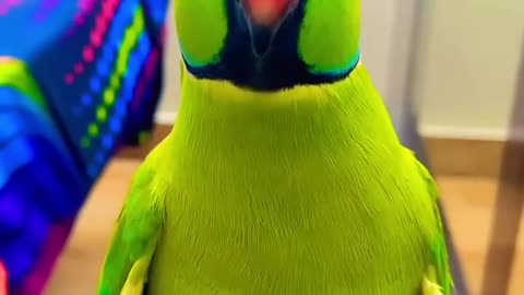 Parrot sound