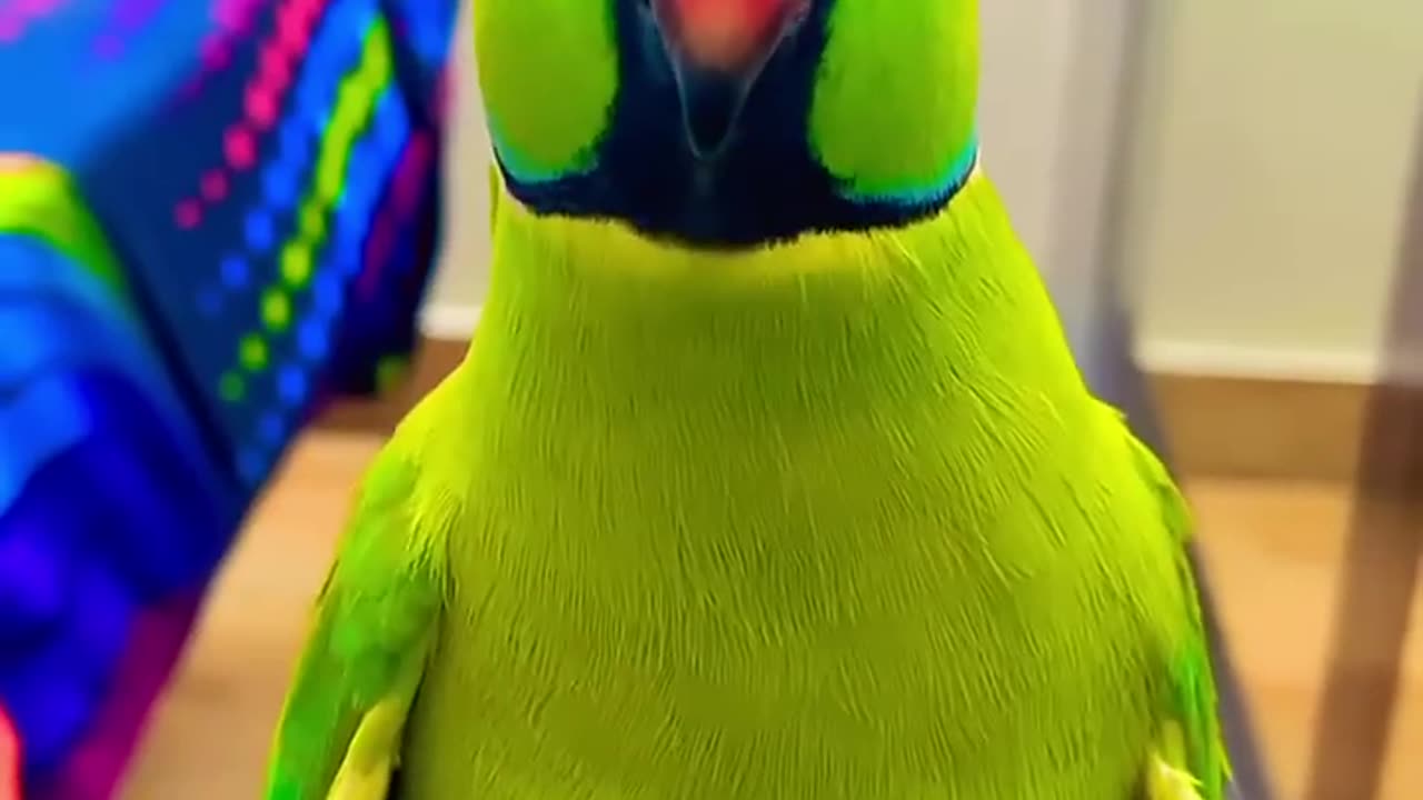 Parrot sound