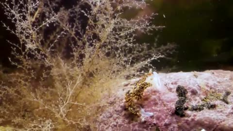 This Adorable Sea Slug is a Sneaky Little Thief.
