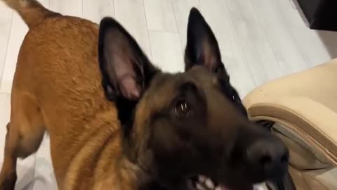 DOG AUF