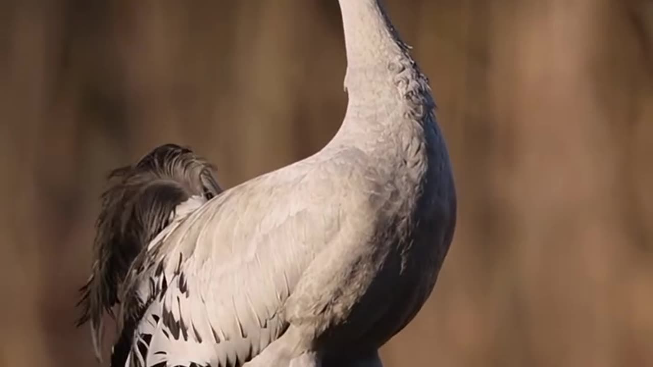 "🦢 Saras Crane's Amazing Call – A Must-See! 🎶"