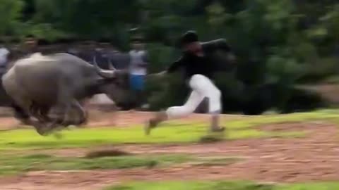 “Buffalo Breaks Free After Being Teased | Shocking Incident”