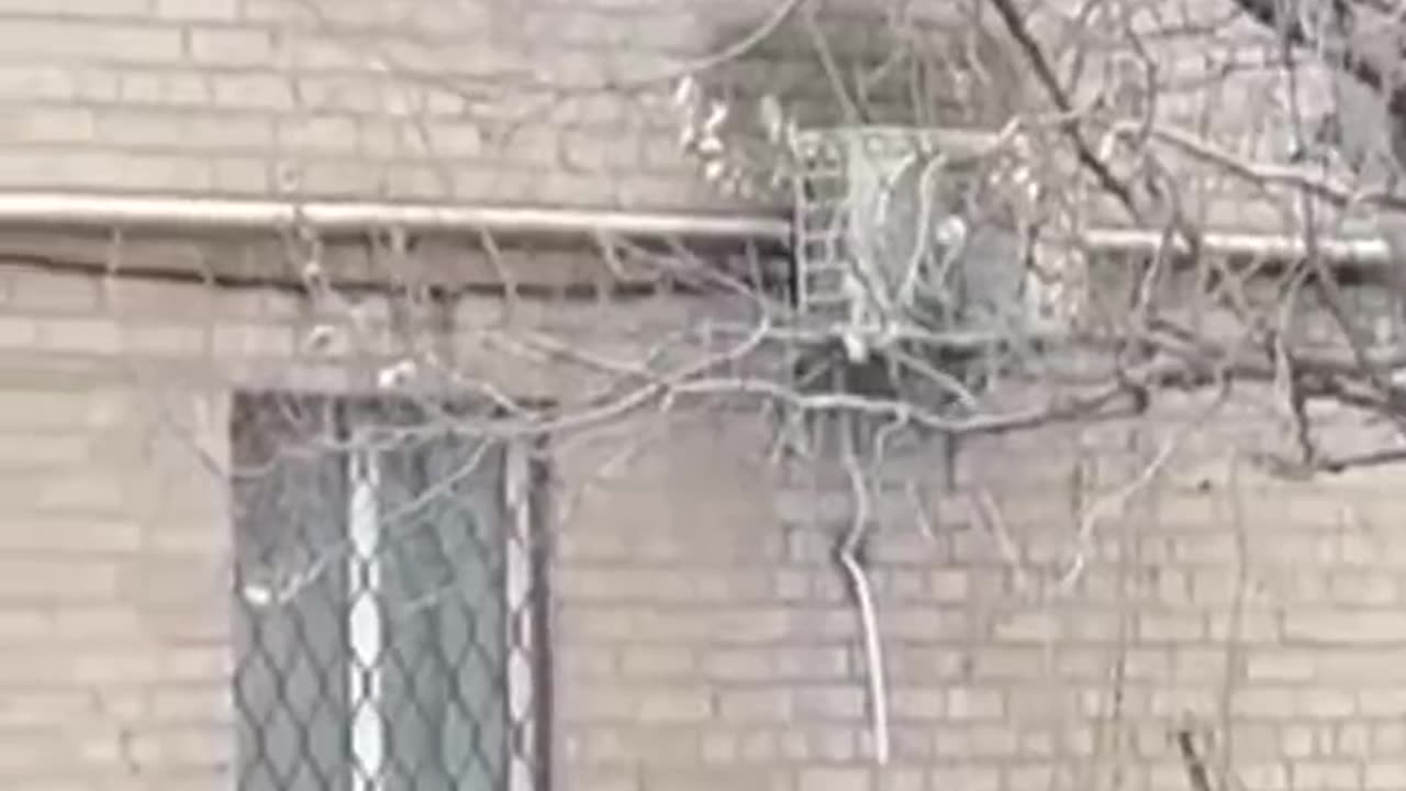Rescuer falls out of tree