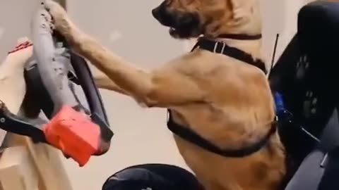 THIS IS THE FIRST DRIVING DOG