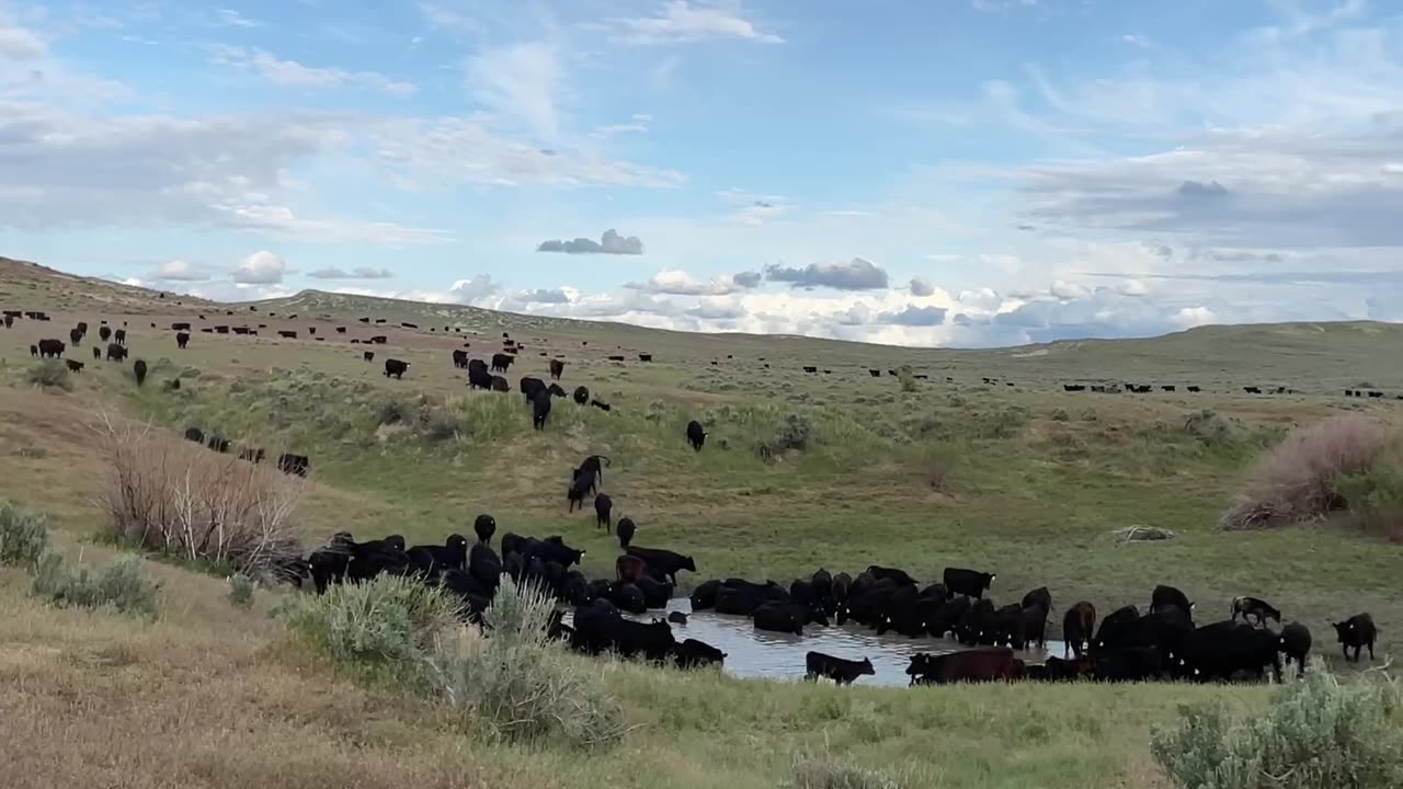 Cows Gathering at the Water Hole. cartercountrymeats.com