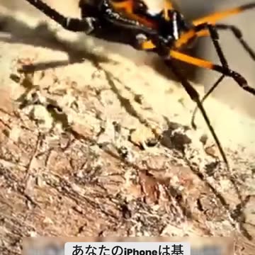 iPhone's Autofocus Freaks Out a Spider! The Truth Behind the Hilarious Moment