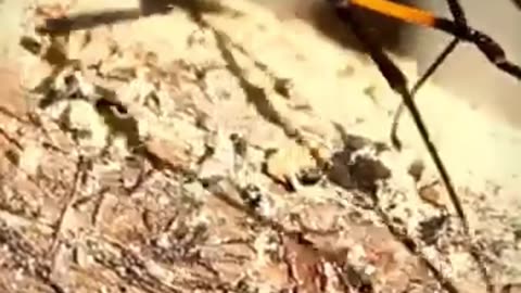 iPhone's Autofocus Freaks Out a Spider! The Truth Behind the Hilarious Moment