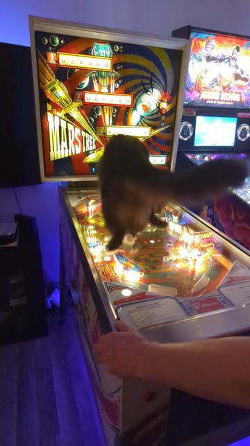 When Your Cat Loves Pinball