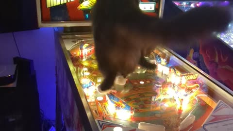 When Your Cat Loves Pinball