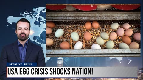 USA BEGS DENMARK FOR EGGS – PRICES SKYROCKET!