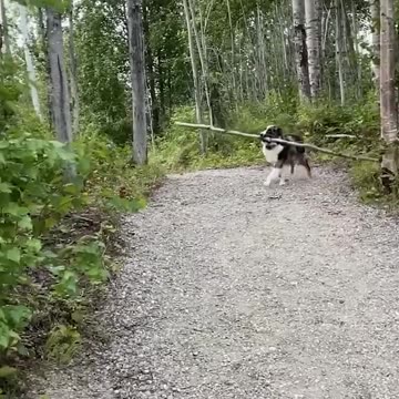 The Absolute FUNNIEST Pets Of The Week