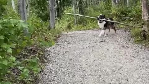 The Absolute FUNNIEST Pets Of The Week