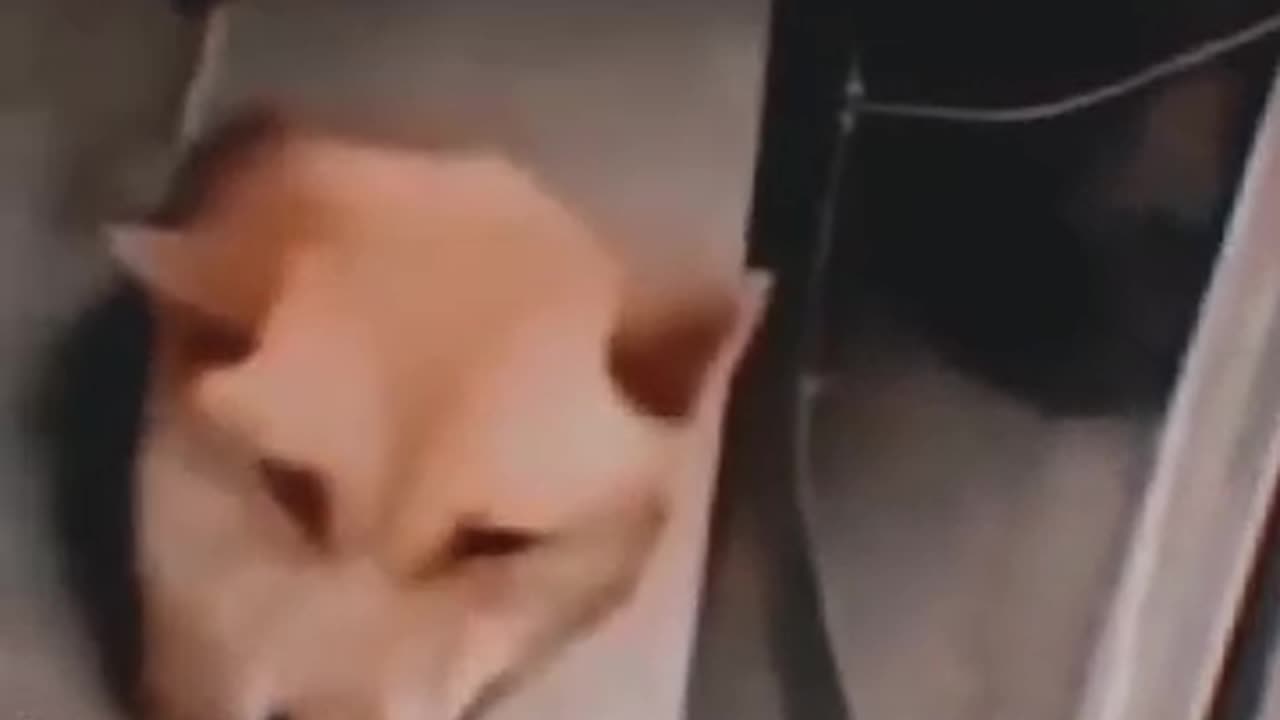 Smart Dog