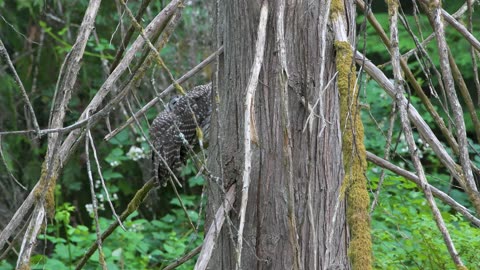Barred Owlets