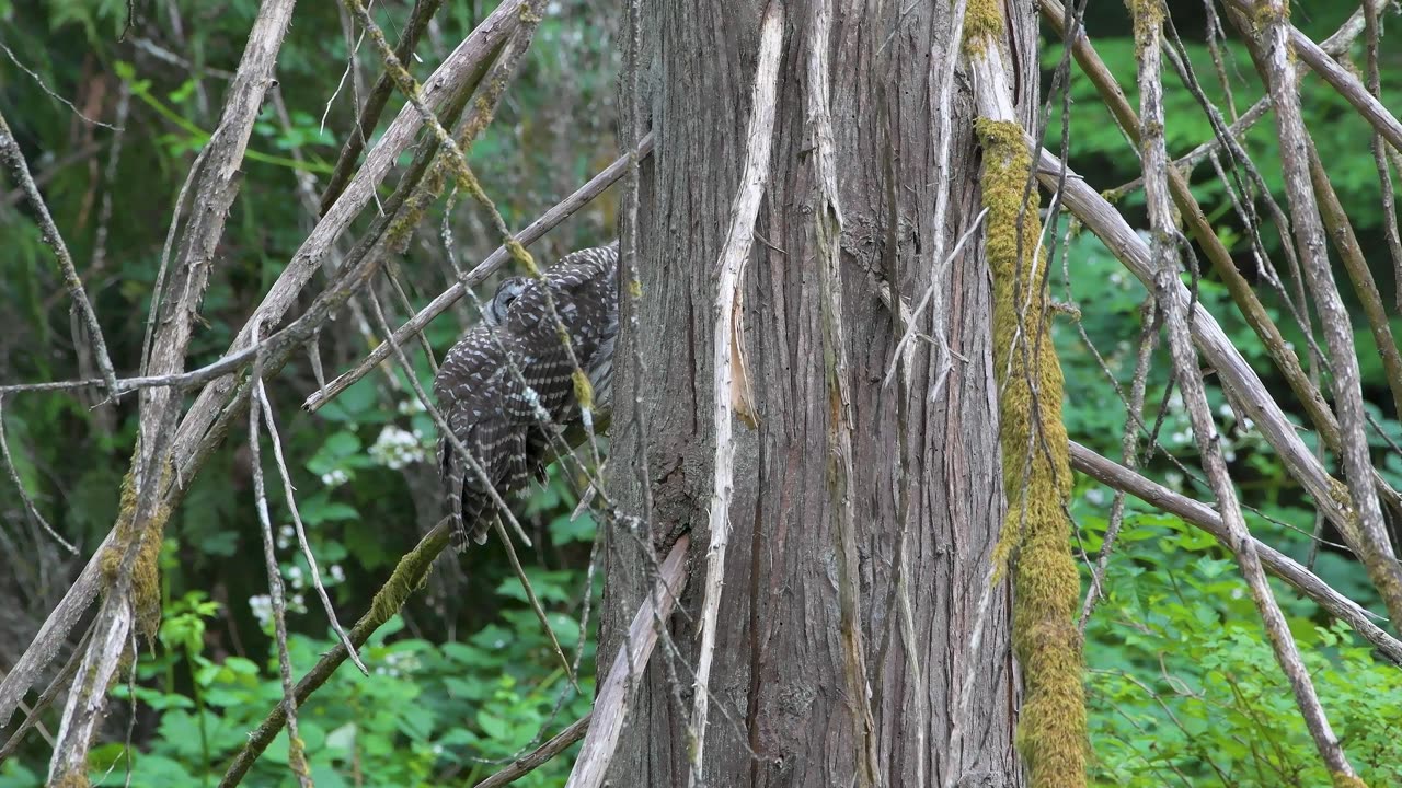 Barred Owlets