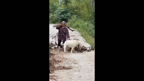 Dog Helper