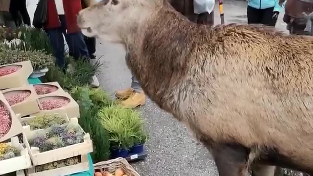 Product tasting and sampling