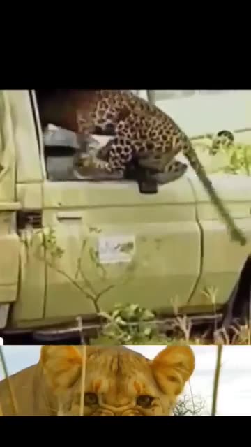 Wild Fight: Lion and Bear Battle | Tiger Attack Caught on Camera! 🦁🐻😱"