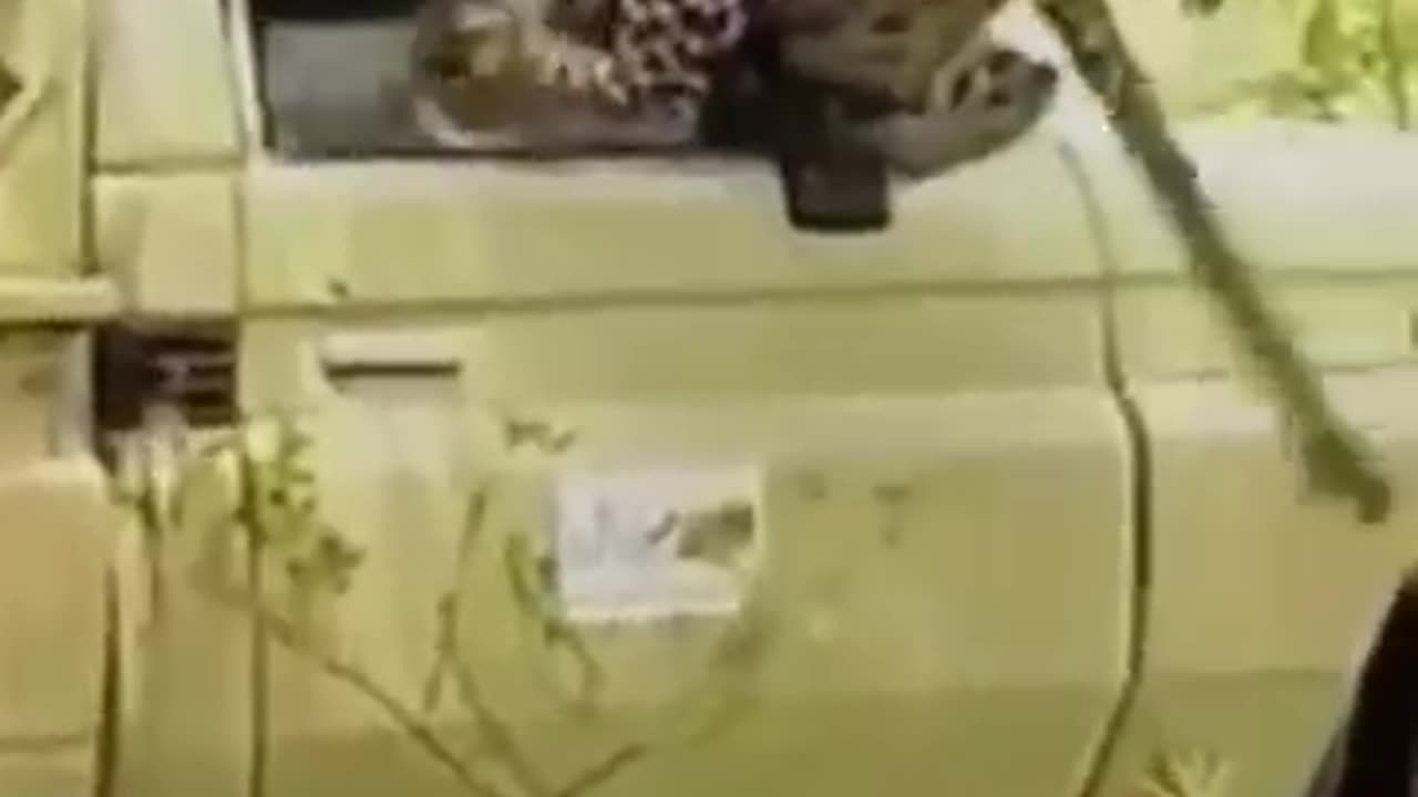 Wild Fight: Lion and Bear Battle | Tiger Attack Caught on Camera! 🦁🐻😱"