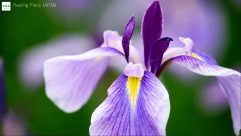 "Soothing Piano 🌸 Serene Japanese Summer Healing Music"