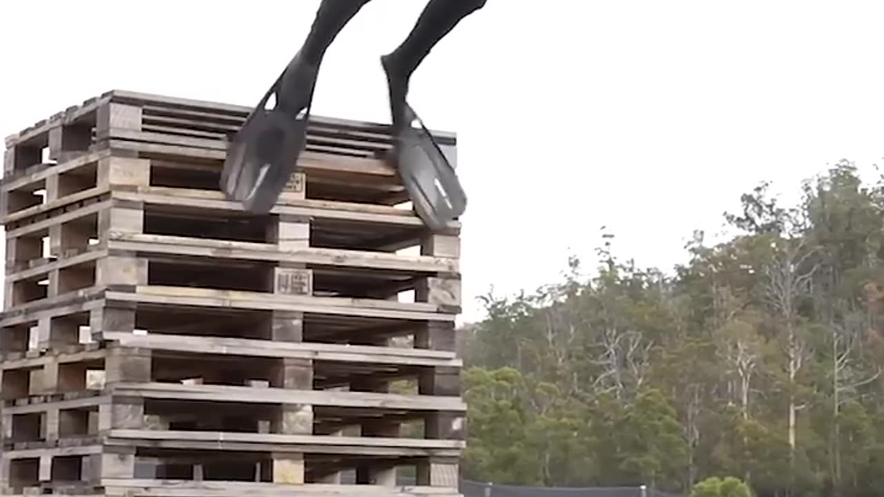 If animals did Parkour