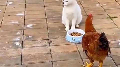 Video funny
