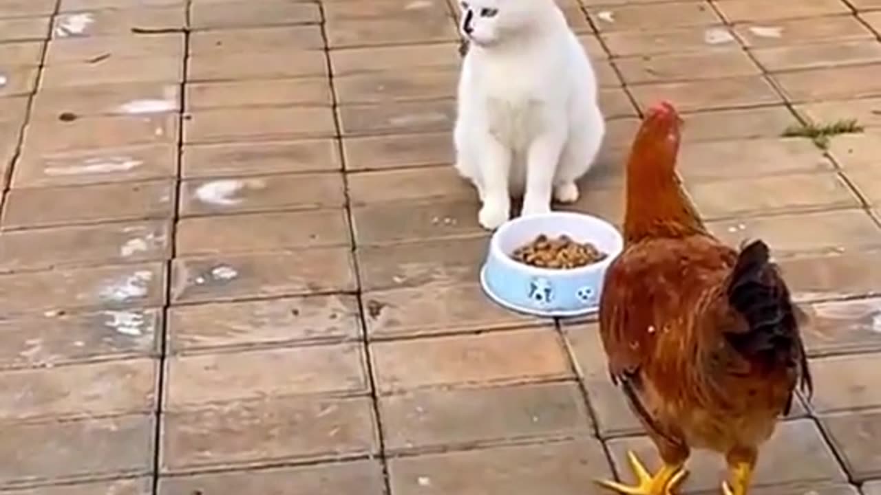 Video funny
