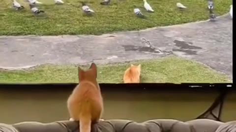 “If You Laugh, You Lose! 🐒🐕😹 Funniest Animal Compilation”