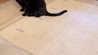😂🐶 That Darn Tail Will Make You LOL! | FunFM