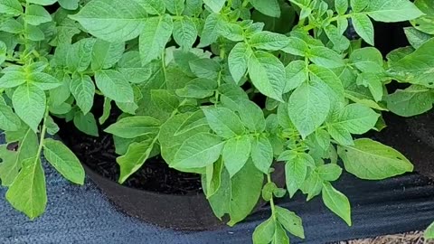 Kennebec Potatoes Growing in a 10 Gallon Grow Bag.