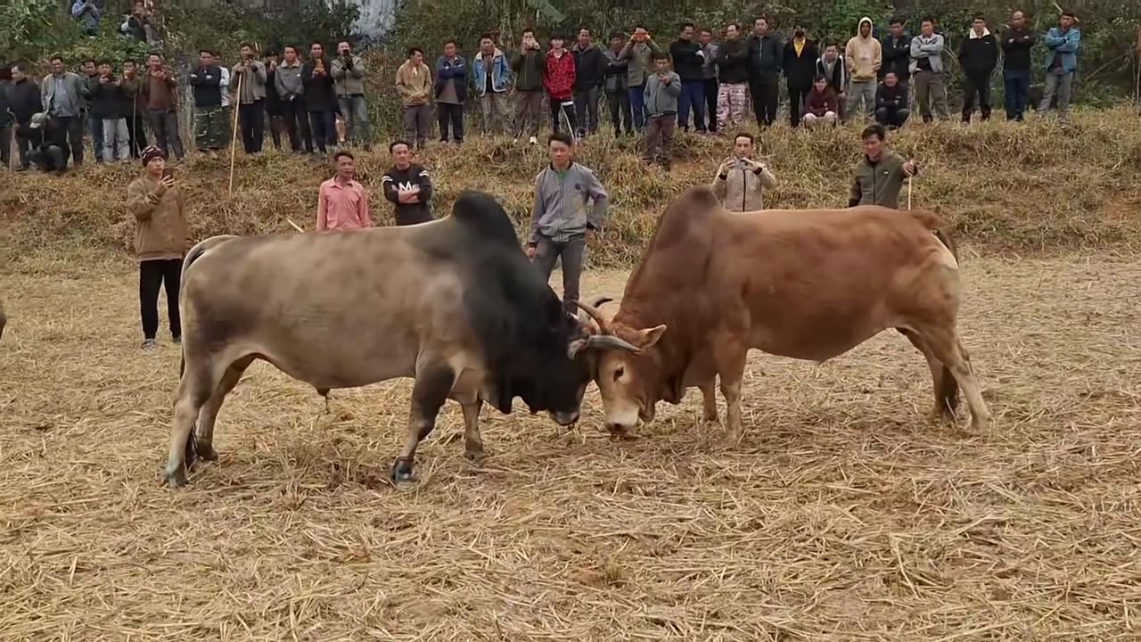 Nyuj Sib Nraus