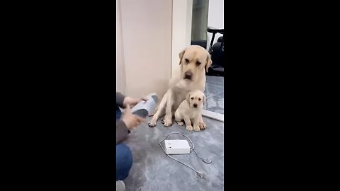 mom protect her child#shorts #dog #cute