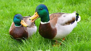 Mallard Duck Drakes and a Bit More Quacking