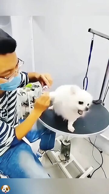 dogs nails cutting reaction