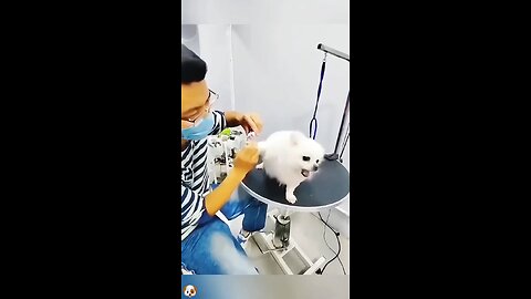 dogs nails cutting reaction