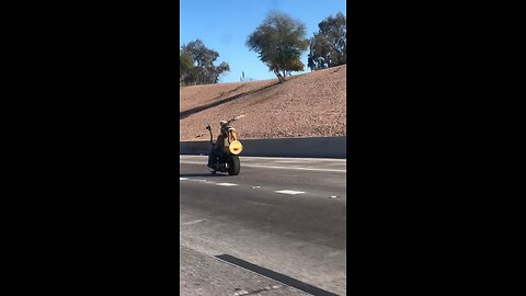 Dog seems to enjoy the ride