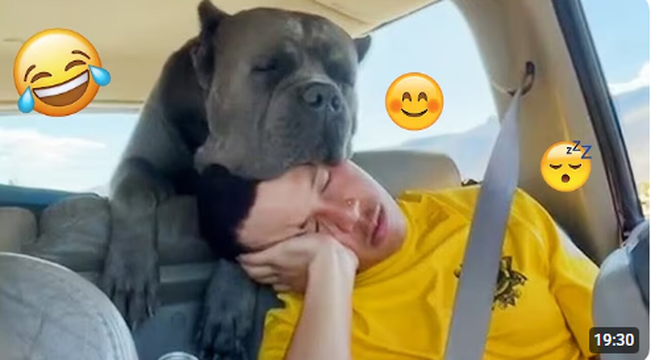 I'm 101% SURE that you will LAUGH EXTREMELY HARD- Funny Dog 2025 #
