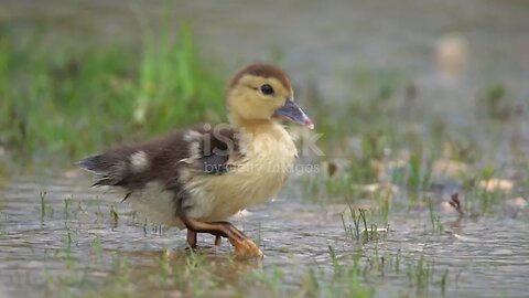 cairina moschhata walk