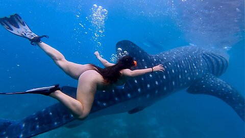 Whale Shark: The gentle giants of the Sea in oslob philippines 🇵🇭