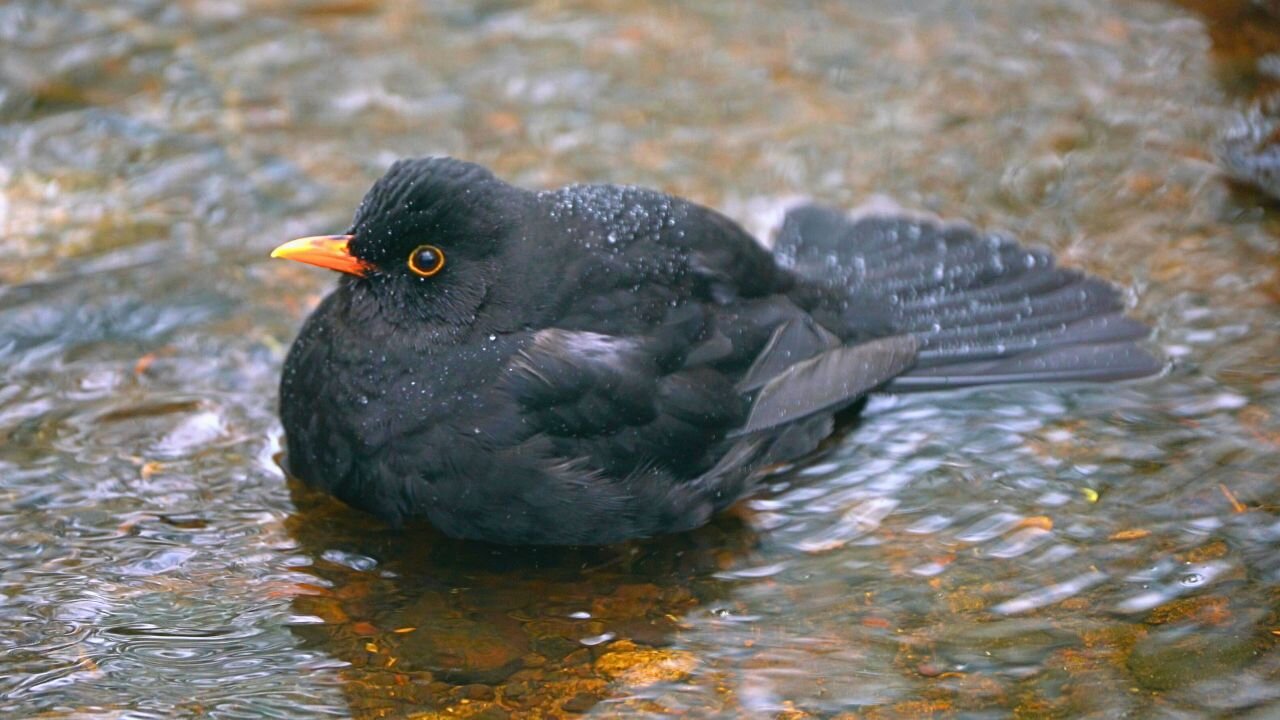 Male Blackbird Bathes in Freezing Cold Forest Stream in Winter