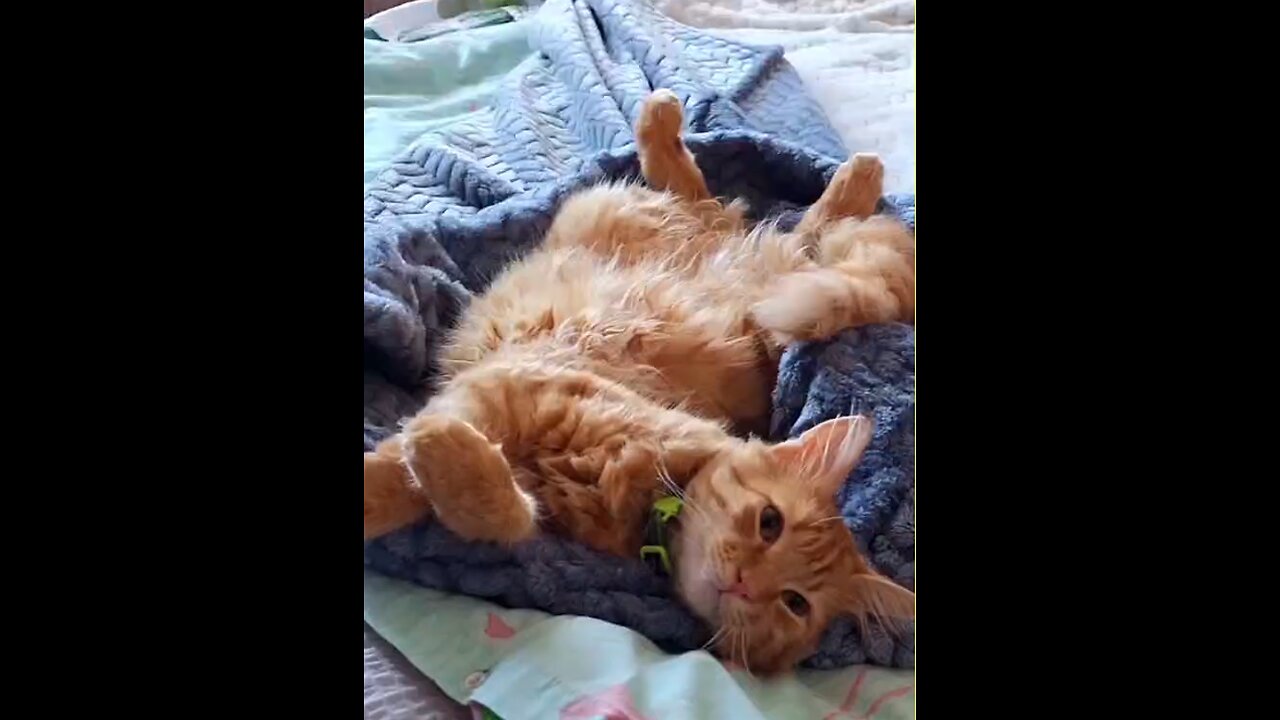 Master of Chill Mode 🐾