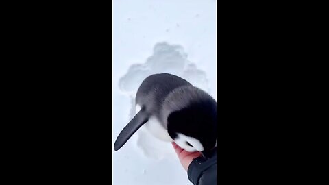 cute 🥺 🥰 penguin 🐧