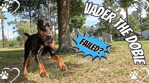 Doberman Guard Dog Fail? Porch Package Mystery