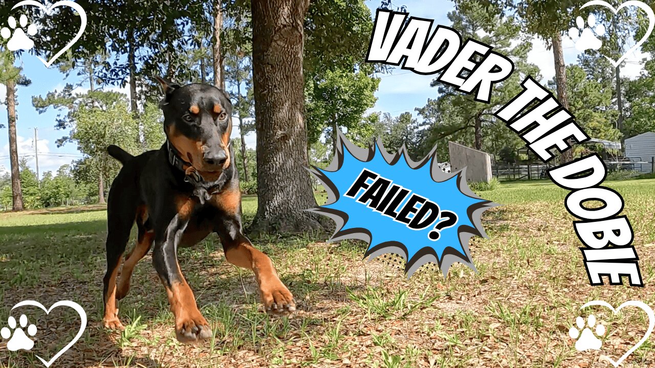 Doberman Guard Dog Fail? Porch Package Mystery