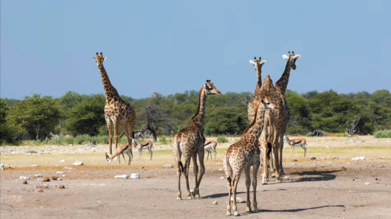 "The Natural Behavior of Giraffes | Graceful Giants of the Wild 🦒🌿