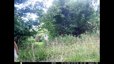 Deer Cam 07-12-2025 Doe And Fawns Playing. Running All Through The Video. Game Cam Trail Cam