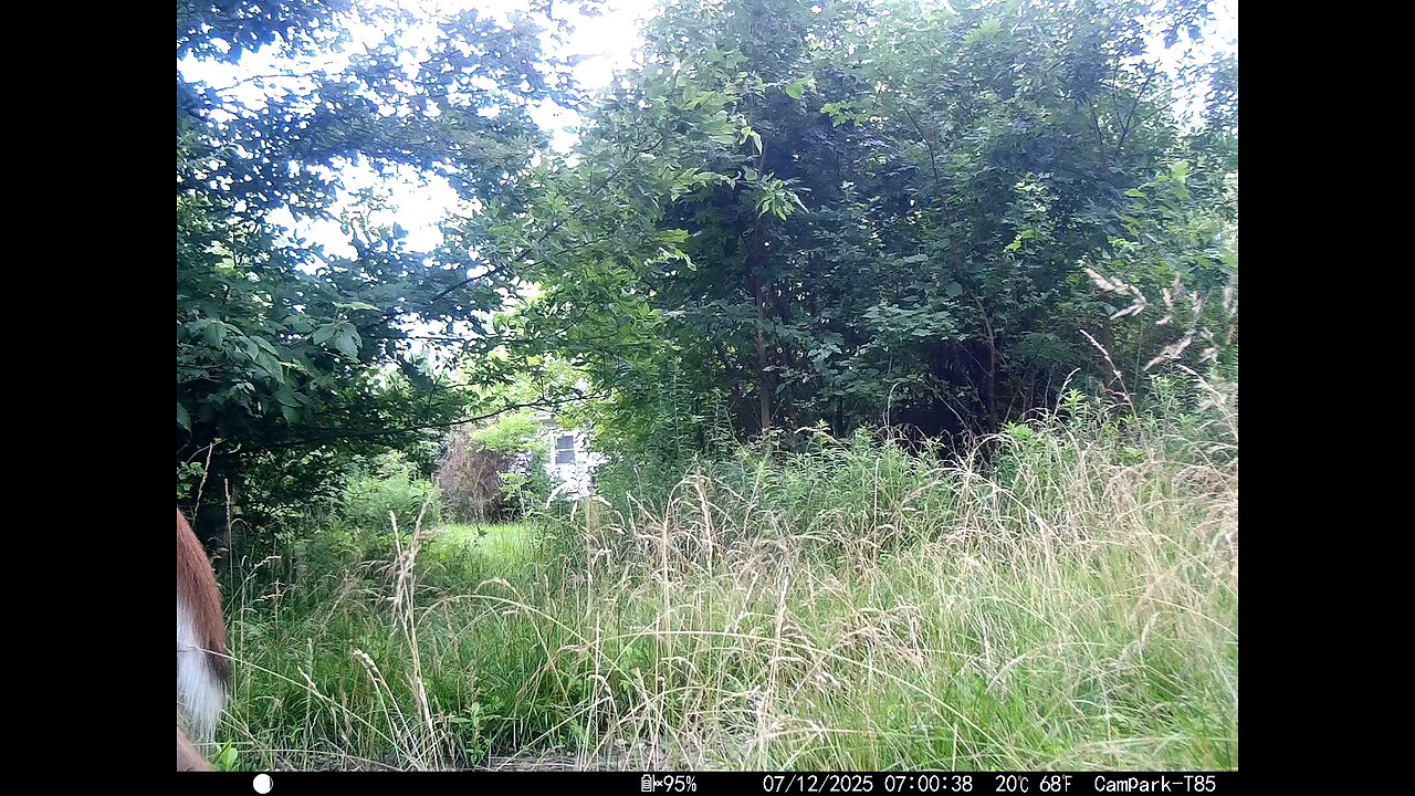 Deer Cam 07-12-2025 Doe And Fawns Playing. Running All Through The Video. Game Cam Trail Cam
