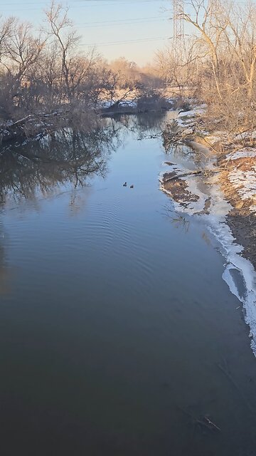 Ducks Swimming up Salt Creek