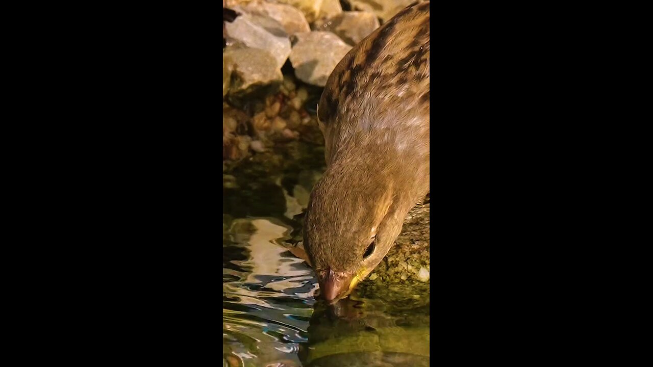 nature beauty